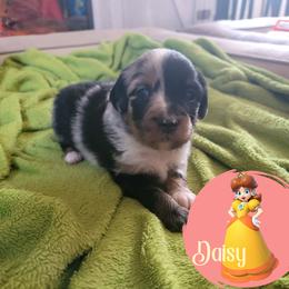 Miniature Australian Shepherd Puppies from Wonderland Aussies