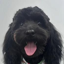 Cavapoo, Cockapoo, Maltipoo, and Poodle Puppies from Heavenly Puppies to Love
