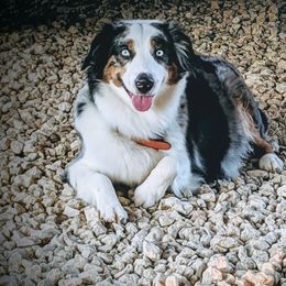 RLA's Come and Take it at Rivera's - Miniature Australian Shepherd