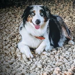 RLA's Come and Take it at Rivera's - Miniature Australian Shepherd