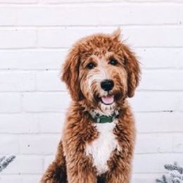 Goldendoodles from Happy Camper Doodles