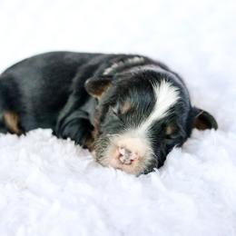 Buddy - Black tri-color male Aussiedoodle puppy in Crete, Nebraska from Doodles & Co