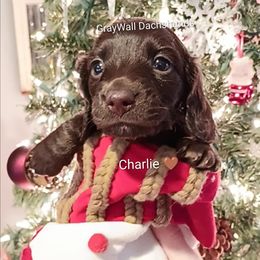 Charlie-AKC Full - Chocolate and tan male Dachshund puppy in Bates City, Missouri from Gray Wall Dachshunds