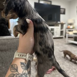 Cinderella - Dapple female Dachshund puppy in Mc Alester, Ok, Oklahoma from New Hope Miniature Dachshunds
