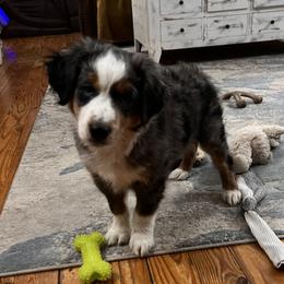 Miniature Australian Shepherd Puppies from Highland Hills Mini Aussies