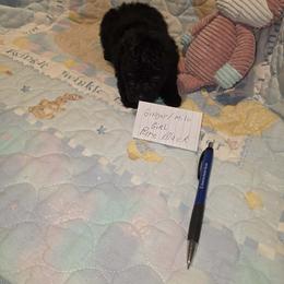 Girl 1 - Black female Poodle puppy in North Augusta, South Carolina from Tiny Paws Luxury Pets