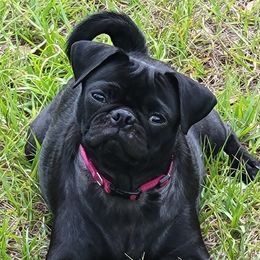 BeeBee - Pug