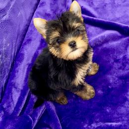 Yorkshire Terrier puppies from The Royal Yorkie Den LLC