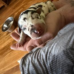 Male Harl - Harlequin male Great Dane puppy in Ottumwa, Iowa from Robin's Great Danes