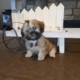 Sable - Brindle female Shih Tzu puppy in Kings Mountain, North Carolina from Britany's Shih Tzus