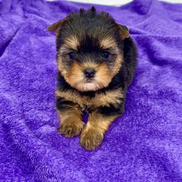 Little Annie - Blue and gold female Yorkshire Terrier puppy in Sandy Hook, Kentucky from The Royal Yorkie Den LLC