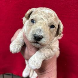 Simon - Cream male Cavapoo puppy in Greensburg, Kentucky from Doodle Me Crazy