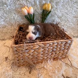 Girl 2 - Chocolate female Pomsky puppy in Bucyrus, Missouri from Hill Top Pomskies