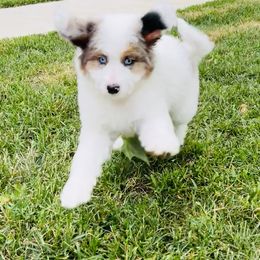 Bernedoodle and Pyredoodle Puppies from FDF Pyredoodles & Bernedoodles