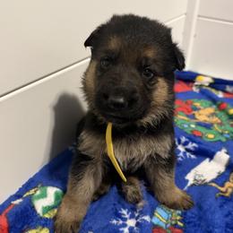 Blossom - Black and red female German Shepherd puppy in Troy, New York from Vom Kalte Stadt
