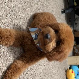 Kash - Poodle