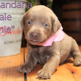 Labrador Retriever Puppies from Silver Dollar Labs