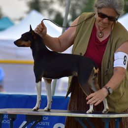Rat Terrier puppies from DHart Farm & Kennel