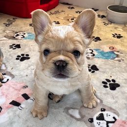 Friends Ross - Cream male French Bulldog puppy in Salem, Oregon from Toy House Frenchies