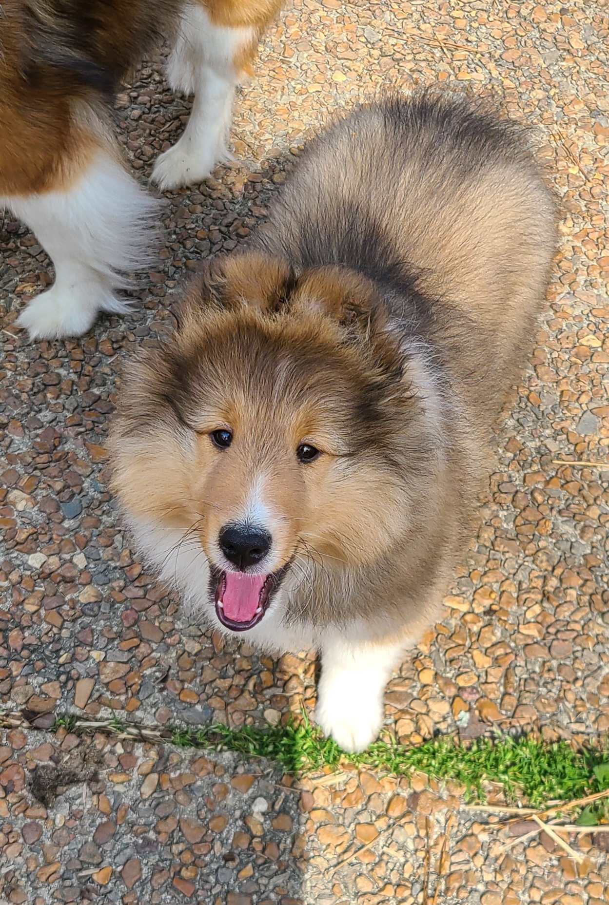 Shetland Sheepdog Puppies from Winterfell Shetland Sheepdogs