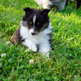 Shayla - Girl - Black & tan female Toy Shetland Sheepdog puppy in Frazeysburg, Ohio from Mountain High Kennels