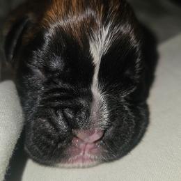 Yellow collar- Fawn Girl - Fawn female Boxer puppy in Gloucester, Virginia from Keen Boxers