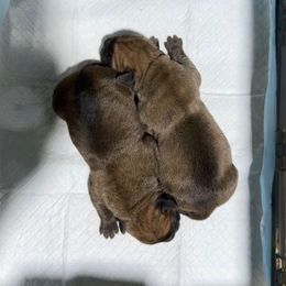 Male 2 - Fawn male Cane Corso puppy in Cashion, Oklahoma from APEXOK Cane Corsos LLC