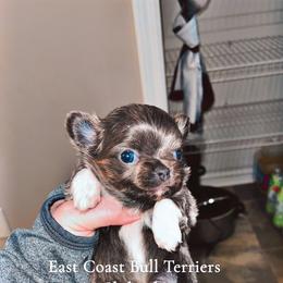 Jonesy - Chocolate blue female Chihuahua puppy in Kannapolis, North Carolina from East Coast Bull Terriers N Chihuahuas