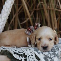 Archie - Cream male Dachshund puppy in Wakarusa, Indiana from PuppyLove Dachshunds