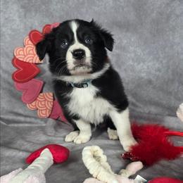 Oak - Black and white male Border Collie puppy in Gaffney, South Carolina from On the Lamb