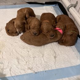 Goldendoodle Puppies from GG's Doodles