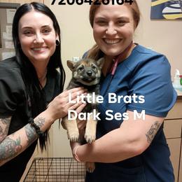 Kris Sesame - Sesame male Shiba Inu puppy in Colorado Springs, Colorado from Little Brats