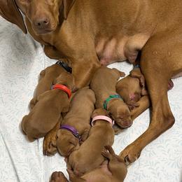 Vizsla puppies from Blacktail Trail Vizslas