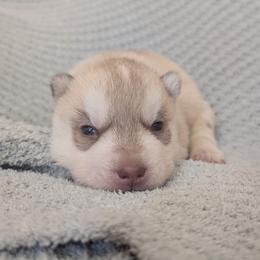 Dice - Red and white male Siberian Husky puppy in Wisconsin from Liberty Siberians