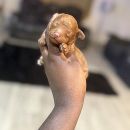 Emmett - Red  male Poodle puppy in Texas from Zoway's Poodles