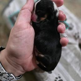 Boy 1 (Runt) - Black and tan male Pembroke Welsh Corgi puppy in Middleburg, Florida from Mulkeys Little Corgis