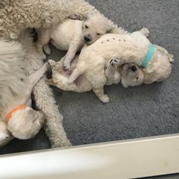 Poodle Puppies from Scotch Corner Standard Poodles