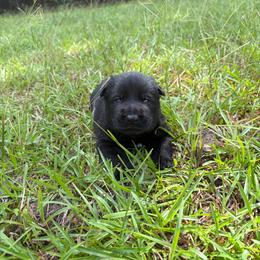 Male1 - Black male German Shepherd puppy in Gainesville, Georgia from Vom Haus Schair-Finest Working line German Shepherd Puppies