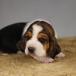 Luna - Black brown and white female Basset Hound puppy in Idaho from Welcome Home Bassets