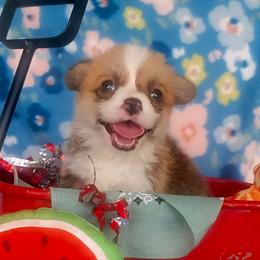 Sage bandana girl - Red female Pembroke Welsh Corgi puppy in Cherokee, Oklahoma from MCS Farms-OK