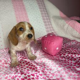 Lindsey - Piebald female Dachshund puppy in Lake City, Florida from My Ditzy Doxies of Florida