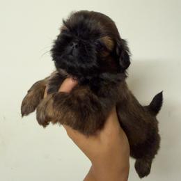 Bonnie - Sable female Shih Tzu puppy in Bastrop, Louisiana from Happy Scout's Shih Tzu's