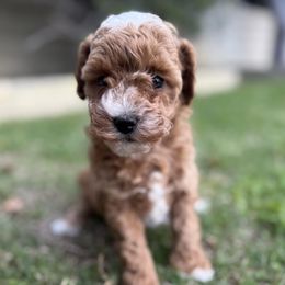 Zoey - Red female Cavapoo puppy in Orange, California from SoCal Cavapoos