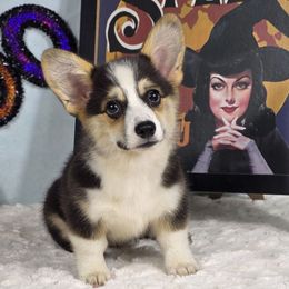 Taffy - Black and tan female Pembroke Welsh Corgi puppy in Charleston, Arkansas from Hilltop Corgis