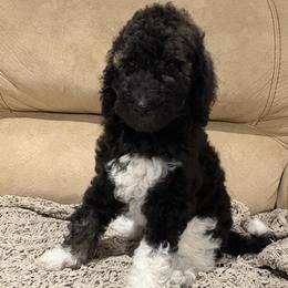 Charlie - Parti female Poodle puppy in Troy, New Hampshire from SP Standard Poodles