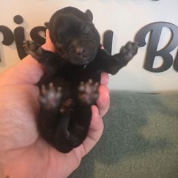 Girl 1 - Parti female Yorkshire Terrier puppy in Clermont, Florida from Bella's Prissy Butts