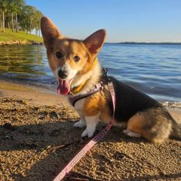 Daisy - Pembroke Welsh Corgi