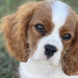 Cavalier King Charles Spaniels from Good Hope Cavaliers