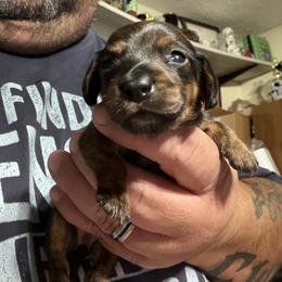 Dachshund Puppies from Witchy Woman’s Wiener’s