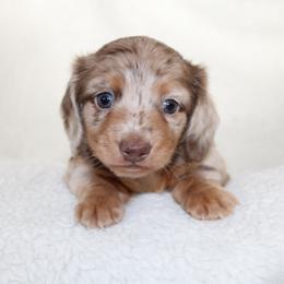 Marley - Dapple female Dachshund puppy in Fairfax, Iowa from Grayson’s Lovable Dachshunds